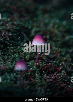 Diese zwei kleinen Pilze versteckten sich vor den Sonnenstrahlen des Herbstes am moosbedeckten Grund eines umgestürzten Baumes. Stockfoto