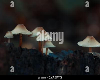 Winzige Pilze auf einem Baumstumpf Stockfoto