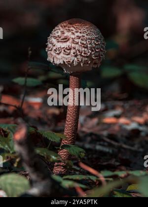 Parasol Pilze ist ein ikonischer Pilz der Herbstwälder. Wegen seines riesigen Hutes ist er leicht zwischen den Bäumen zu erkennen Stockfoto