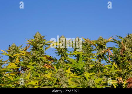 Paw Paw, Michigan - Grasshopper Farms, ein großer Cannabisanbauer im Freien im Westen Michigans. Stockfoto