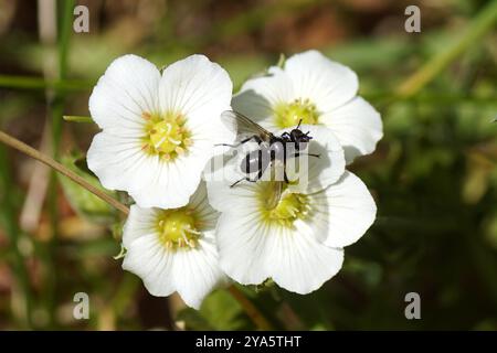 Nahaufnahme kleine schwarze Tachinidenfliege Phania funesta auf weißen Blüten des Bergsandkrauts (Arenaria montana), Familie der Caryophyllaceae. Dutch Garden Spring Stockfoto