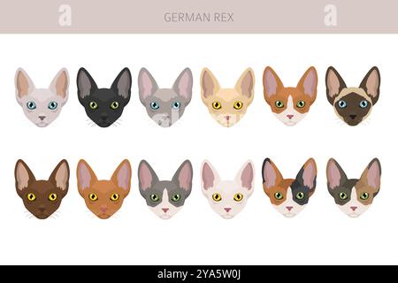 Deutsche Rex Cat Clipart. Infografik zu den Merkmalen aller Katzenrassen. Vektorabbildung Stock Vektor