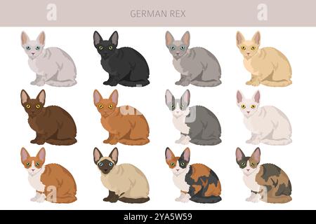 Deutsche Rex Cat Clipart. Infografik zu den Merkmalen aller Katzenrassen. Vektorabbildung Stock Vektor