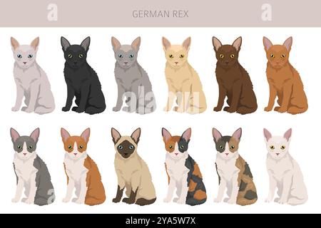 Deutsche Rex Cat Clipart. Infografik zu den Merkmalen aller Katzenrassen. Vektorabbildung Stock Vektor