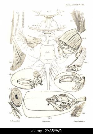 A. Hancock - Edwin M. Williams - James Basire (1796–1869) - on the Organization of the Brachiopoda - Philosophical Transactions 1858, Plate 62 Stockfoto