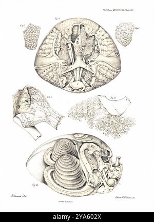 A. Hancock - Edwin M. Williams - James Basire (1796–1869) - on the Organization of the Brachiopoda - Philosophical Transactions 1858, Plate 61 Stockfoto