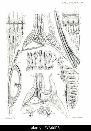 A. Hancock - Edwin M. Williams - James Basire (1796–1869) - on the Organization of the Brachiopoda - Philosophical Transactions 1858, Plate 58 Stockfoto