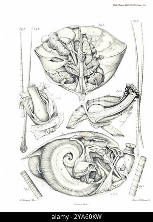 A. Hancock - Edwin M. Williams - James Basire (1796–1869) - on the Organization of the Brachiopoda - Philosophical Transactions 1858, Plate 57 Stockfoto