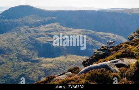 Einsame Schafe am Rande des Kinder Plateaus oberhalb des Grindsbrook Clough mit Blick auf Grindslow Knoll im Derbyshire Peak District UK Stockfoto