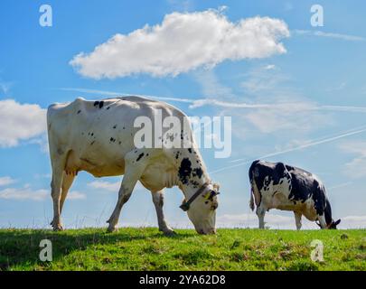 Fresian-Rinder auf einem grünen Feld an einem sonnigen Tag - Wales UK Stockfoto