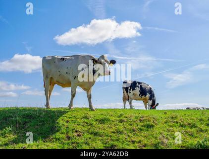 Fresian-Rinder auf einem grünen Feld an einem sonnigen Tag - Wales UK Stockfoto