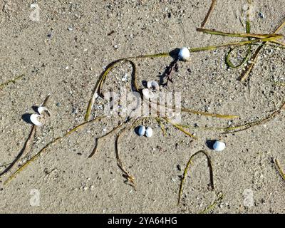 Verstreute Muscheln am Strandsand der Ostsee in Norddeutschland Stockfoto