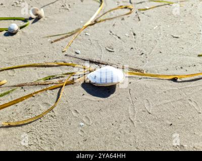 Verstreute Muscheln am Strandsand der Ostsee in Norddeutschland Stockfoto