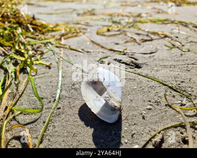 Verstreute Muscheln am Strandsand der Ostsee in Norddeutschland Stockfoto