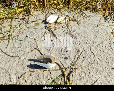 Verstreute Muscheln am Strandsand der Ostsee in Norddeutschland Stockfoto