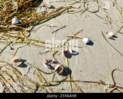 Verstreute Muscheln am Strandsand der Ostsee in Norddeutschland Stockfoto