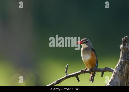 Grauköpfiger Eisvogel (Halcyon leucocephala) thronte auf einem Zweig über einer mit Wasser gefüllten Lagune im South Luangwa National Park, Sambia Stockfoto