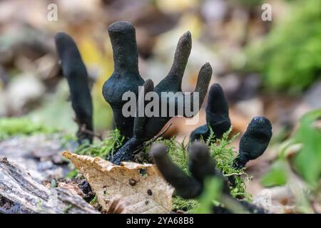 Dean man's Fingers - Xylaria polymorpha - schwarze Pilzkörper wachsen aus totem Holz in einem Laubholz in Essex, Großbritannien Stockfoto