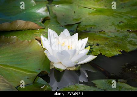 Europäische Weißwasserlililienblume (Nymphaea alba), umgeben von grünen Lilienpads im Hintergrund Stockfoto