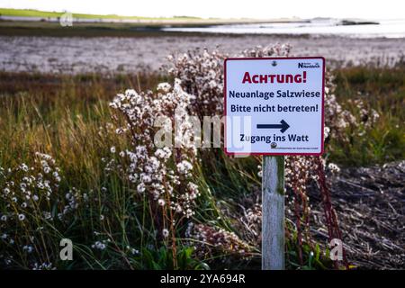 Norddeich, Ostfriesland, Deutschland. Neu geschaffene Salzwiesen. Ökologisch wertvoller Lebensraum für Tiere und Menschen. Naturschutzgebiet mit Glas Stockfoto