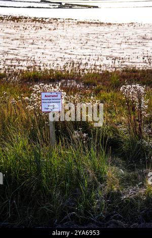 Norddeich, Ostfriesland, Deutschland. Neu geschaffene Salzwiesen. Ökologisch wertvoller Lebensraum für Tiere und Menschen. Naturschutzgebiet mit Glas Stockfoto