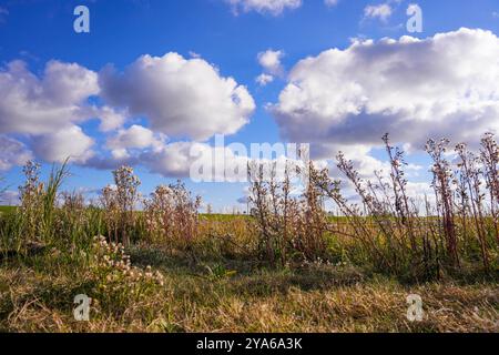 Norddeich, Ostfriesland, Deutschland. Neu geschaffene Salzwiesen. Ökologisch wertvoller Lebensraum für Tiere und Menschen. Naturschutzgebiet Stockfoto