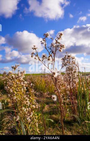 Norddeich, Ostfriesland, Deutschland. Neu geschaffene Salzwiesen. Ökologisch wertvoller Lebensraum für Tiere und Menschen. Naturschutzgebiet Stockfoto