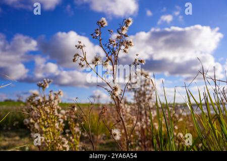 Norddeich, Ostfriesland, Deutschland. Neu geschaffene Salzwiesen. Ökologisch wertvoller Lebensraum für Tiere und Menschen. Naturschutzgebiet Stockfoto