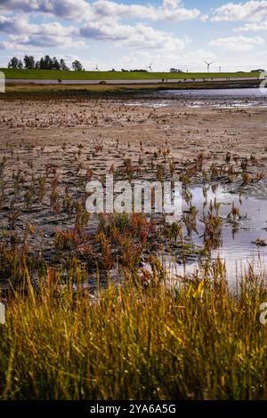 Norddeich, Ostfriesland, Deutschland. Neu geschaffene Salzwiesen. Ökologisch wertvoller Lebensraum für Tiere und Menschen. Naturschutzgebiet Stockfoto