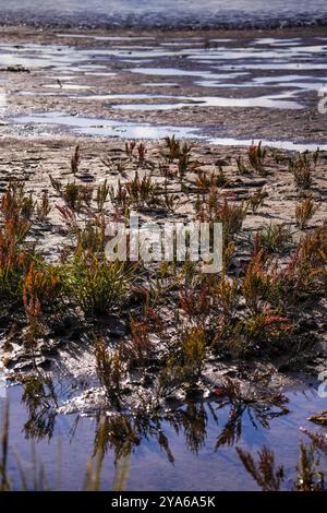 Norddeich, Ostfriesland, Deutschland. Neu geschaffene Salzwiesen. Ökologisch wertvoller Lebensraum für Tiere und Menschen. Naturschutzgebiet Stockfoto