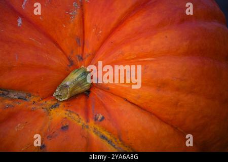 Kürbis auf einem Wochenmarkt in Norddeutschland. Cclose-up . Volle Größe. Herbstmotiv für Halloween und Thanksgiving Stockfoto