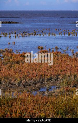 Norddeich, Ostfriesland, Deutschland. Salzwiesen. Ökologisch wertvoller Lebensraum für Tiere und Menschen. Stockfoto