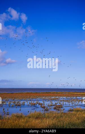 Norddeich, Ostfriesland, Deutschland. Salzwiesen. Ökologisch wertvoller Lebensraum für Tiere und Menschen. Stockfoto