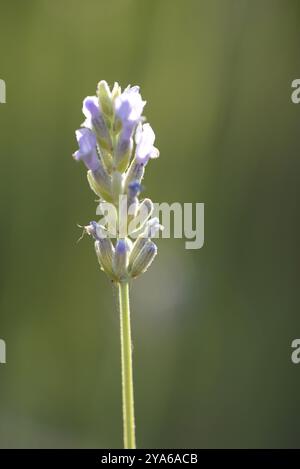 Lavendel auf den Feldern Stockfoto