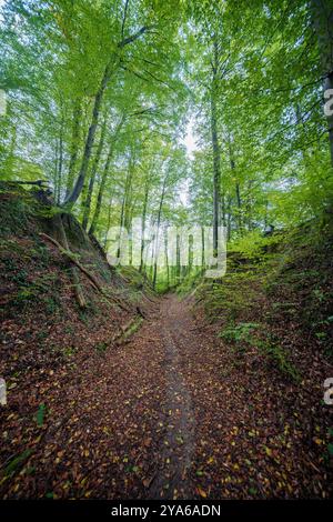 Ein malerischer Pfad schlängelt sich durch einen lebendigen Wald, wobei das Sonnenlicht durch die üppigen Blätter darüber strömt Stockfoto