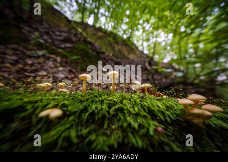 In einer ruhigen Waldlandschaft blüht eine lebhafte Ansammlung von hellgelben Pilzen auf dem üppig grünen Moos Stockfoto