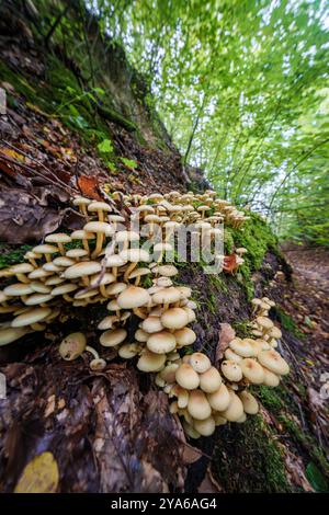 In einer ruhigen Waldlandschaft blüht eine lebhafte Ansammlung von hellgelben Pilzen auf dem üppig grünen Moos Stockfoto