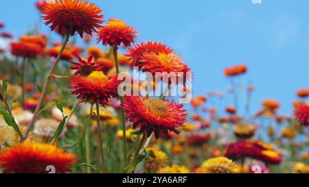 Leuchtend rote und gelbe Blumen blühen unter klarem blauen Himmel Stockfoto