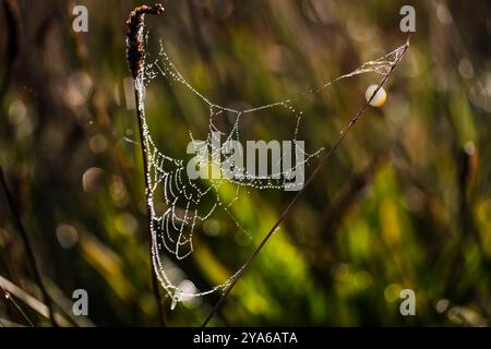 Spinnennetz mit Tautropfen auf einer Wiese im Morgensonnenlicht im Herbst Stockfoto