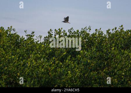 Subang, West-Java, Indonesien. Oktober 2024. Ein Vogel fliegt im Mangrovenwald in Mayangan Village, Subang Regency, West Java. EIGER arbeitete mit der Wanadri Wilderness and Mountaineering Association zusammen, um 10.000 Mangrovenbäume zu Pflanzen, um die Abriebrate im Dorf Mayangan zu verlangsamen. Ein Teil des Landes ist aufgrund der Mangrovenpflanzung wieder aufgetaucht. Die Abschürfung an der Nordküste in West-Java ist besonders im Mayangan Village in Subang Regency, einem der am stärksten von Abschürfungen betroffenen Dörfer, stark ausgeprägt. Wird das Dorf nicht sofort verhindert, verschwindet es erodiert vom Meereswasser Stockfoto