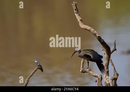 Hadada Ibis (Bostrychia hagedash) startet von einem Zweig über einer mit Wasser gefüllten Lagune im South Luangwa National Park, Sambia. Stockfoto