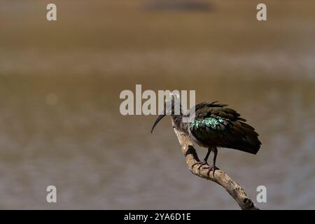 Hadada Ibis (Bostrychia hagedash) startet von einem Zweig über einer mit Wasser gefüllten Lagune im South Luangwa National Park, Sambia. Stockfoto