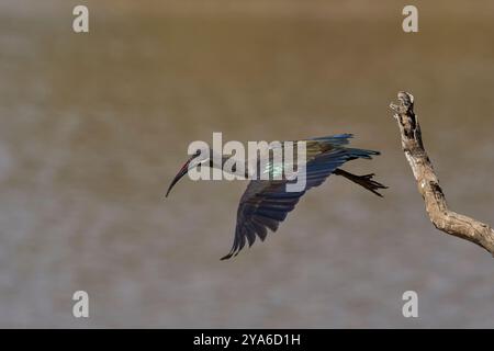Hadada Ibis (Bostrychia hagedash) startet von einem Zweig über einer mit Wasser gefüllten Lagune im South Luangwa National Park, Sambia. Stockfoto