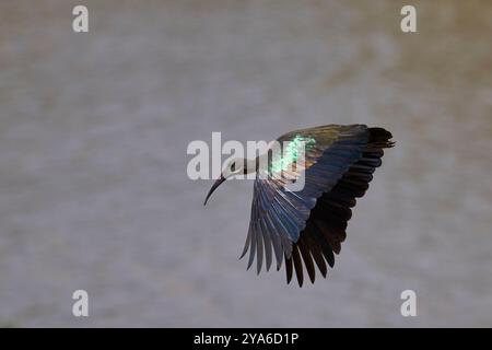 Hadada Ibis (Bostrychia hagedash) startet von einem Zweig über einer mit Wasser gefüllten Lagune im South Luangwa National Park, Sambia. Stockfoto