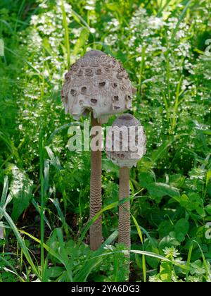 Nahaufnahme von Parasol-Pilzen/Pilzen, die in langem Gras wachsen Stockfoto