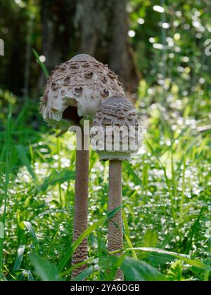 Nahaufnahme von Parasol-Pilzen/Pilzen, die in langem Gras wachsen Stockfoto