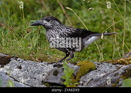 Nussknacker (Nucifraga caryocatactes) Schweiz August 2024 Stockfoto