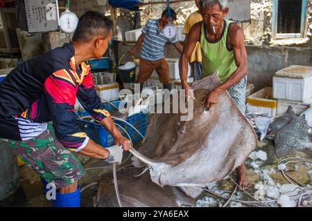 Subang, West-Java, Indonesien. Oktober 2024. Die Bewohner wiegen Stachelrochen, die von Fischern in der Mitte eines Dorfes verkauft werden, das von steigenden Meeresspiegeln betroffen ist, im Mayangan Village, Subang Regency, West Java. Die Abschürfung an der Nordküste in West-Java ist besonders im Mayangan Village in Subang Regency, einem der am stärksten von Abschürfungen betroffenen Dörfer, stark ausgeprägt. Wird das Dorf nicht sofort verhindert, verschwindet es erodiert vom Meerwasser. Das Gebiet des Dorfes war früher etwa 300 Hektar Land mit 1000 Menschen hier, aber etwa 70 % der Reisfelder, Teiche und Siedlungen sind es Stockfoto