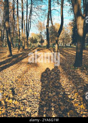 Ein sonniger Herbsttag in Monza, Italien, mit langen Baumschatten und einem Teppich aus goldenen Blättern. Eine Silhouette einer Person ist auf dem Boden zwischen dem sichtbar Stockfoto