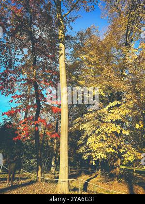 Eine helle Herbstszene in Monza, Italien, mit hohen Bäumen mit goldenen und roten Blättern, die von Sonnenlicht beleuchtet werden. Stockfoto